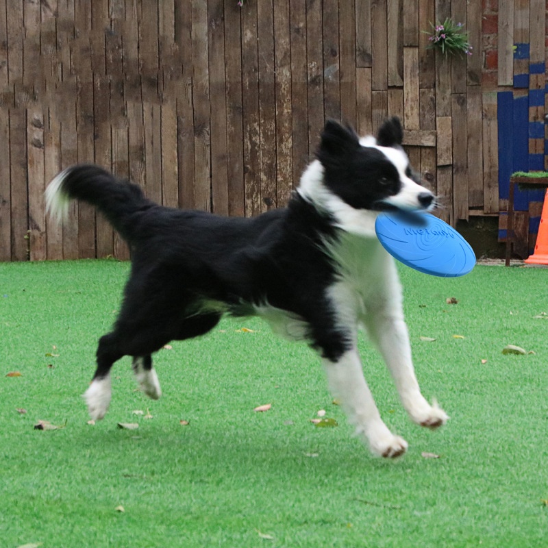 Bite Resistant Flying Disc Toy - Flying Disc Dog Training Toy 评论和价格